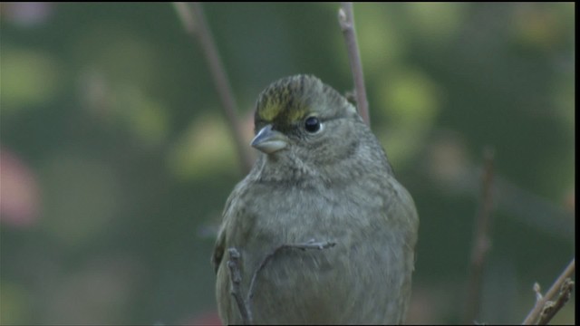 Golden-crowned Sparrow - ML423181