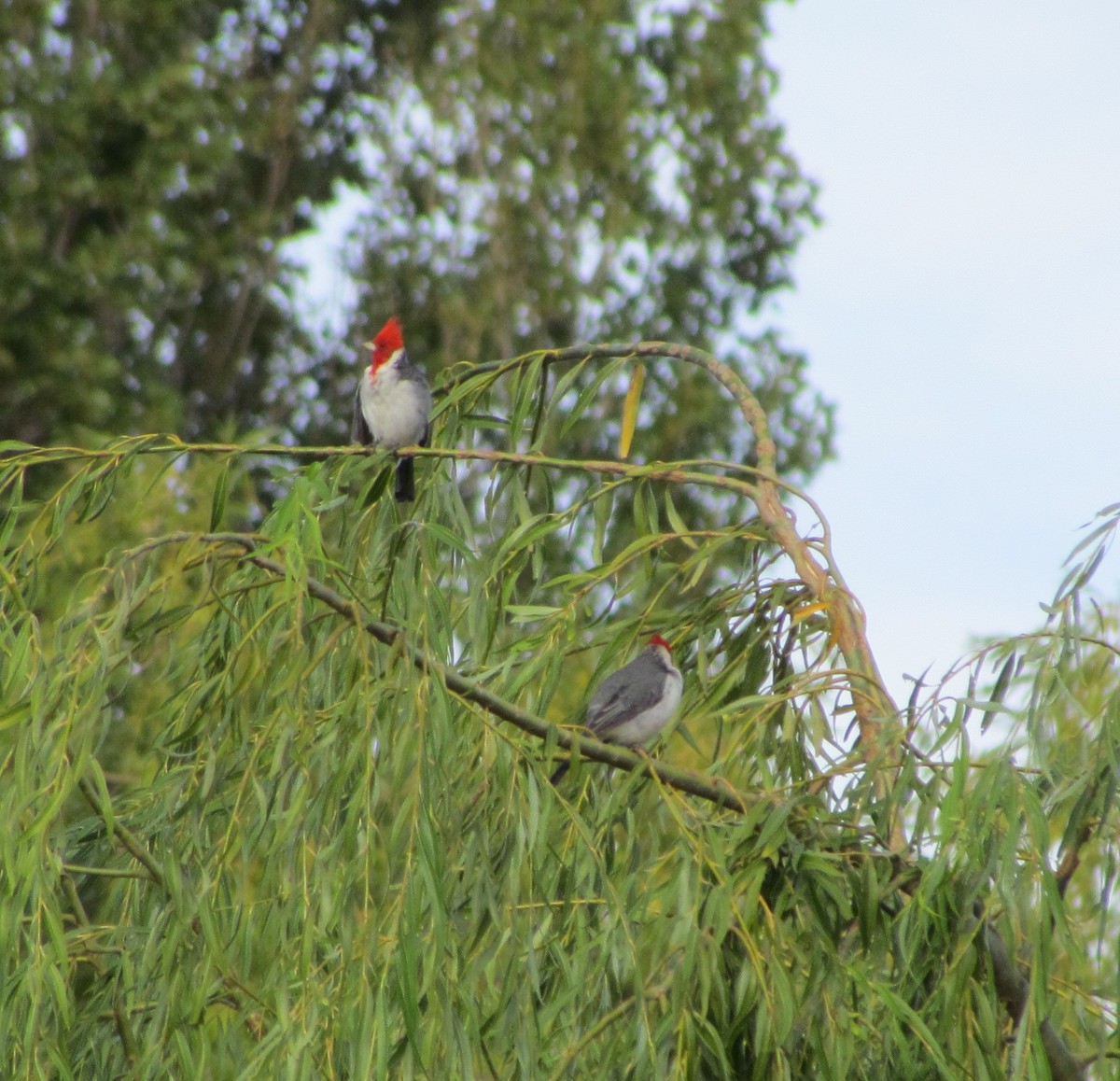 Red-crested Cardinal - ML423182941