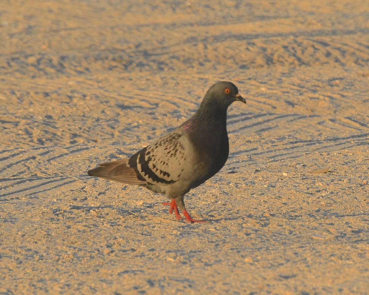 Rock Pigeon (Feral Pigeon) - ML423183291