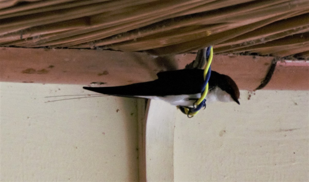 Wire-tailed Swallow - ML423183341