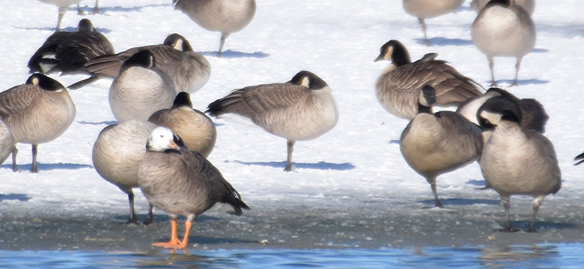 Greater White-fronted x Cackling Goose (hybrid) - ML42318361