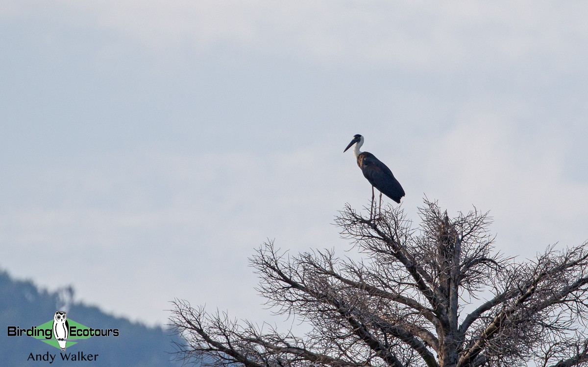 Asian Woolly-necked Stork - Andy Walker - Birding Ecotours