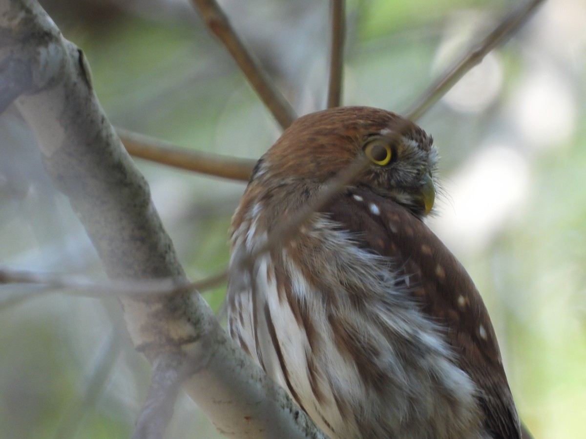 Ferruginous Pygmy-Owl - ML423193081