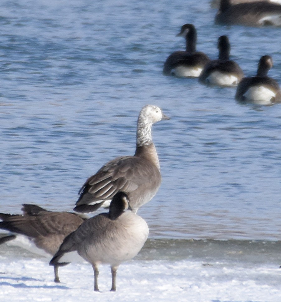Snow x Cackling Goose (hybrid) - ML42319521
