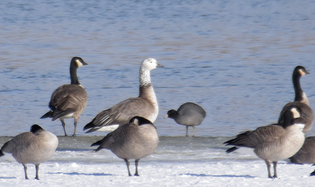Snow x Cackling Goose (hybrid) - ML42319531