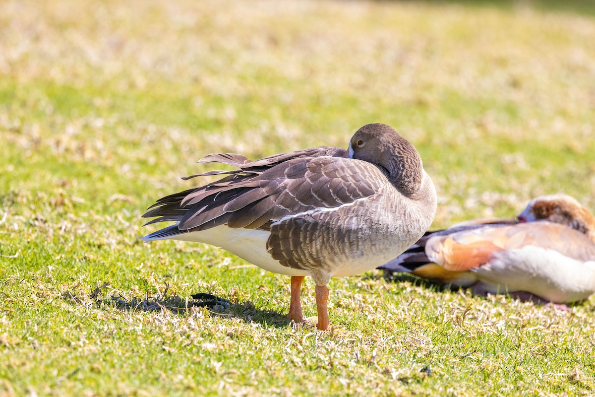 Greater White-fronted Goose - ML423195961
