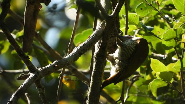 Gray-crowned Woodpecker - ML423196441