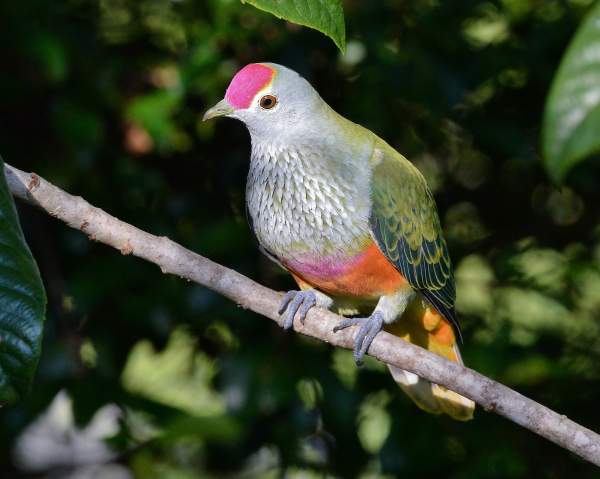 Rose-crowned Fruit-Dove - ML423196931