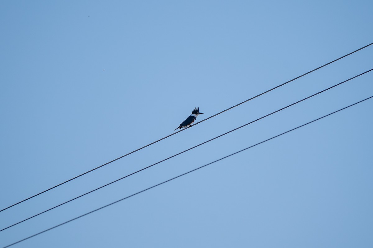 Belted Kingfisher - ML423199051