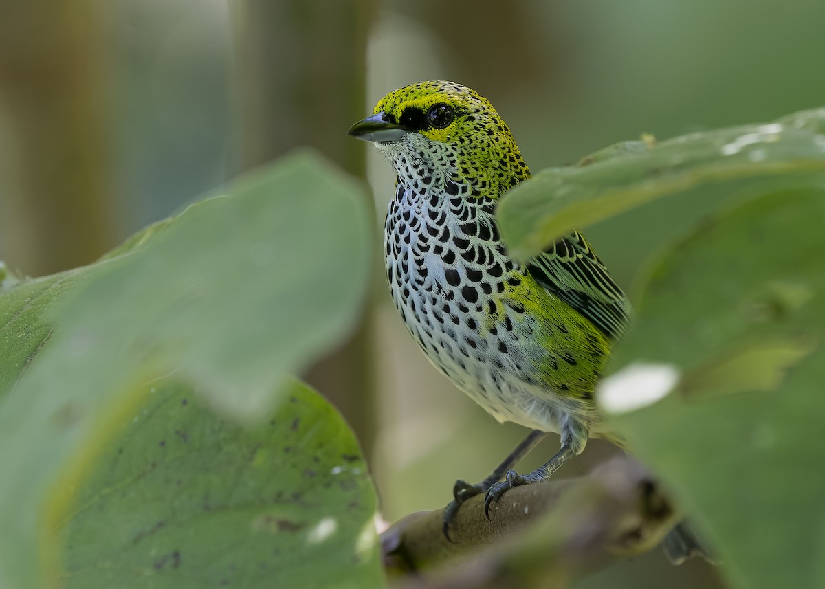 Speckled Tanager - ML423200881