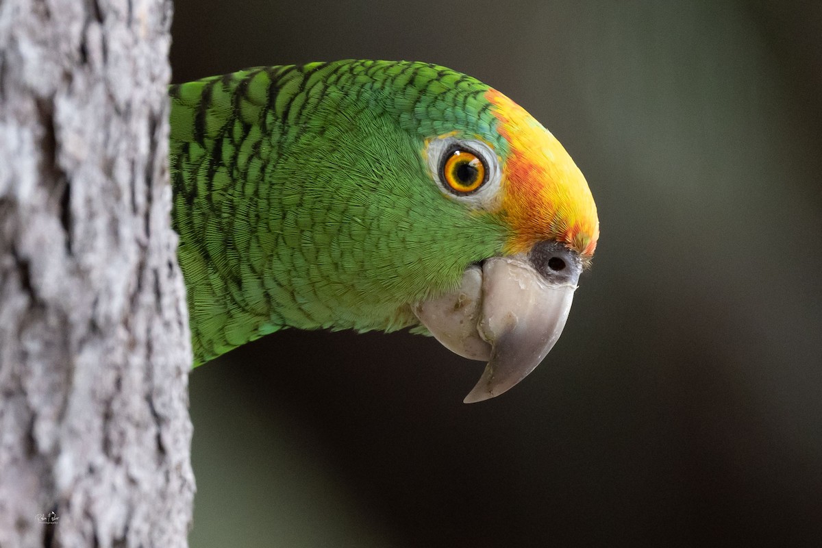 Yellow-crowned Parrot - ML423205661