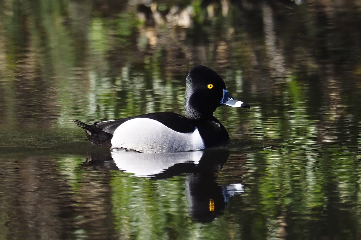 Ring-necked Duck - Donna Pomeroy