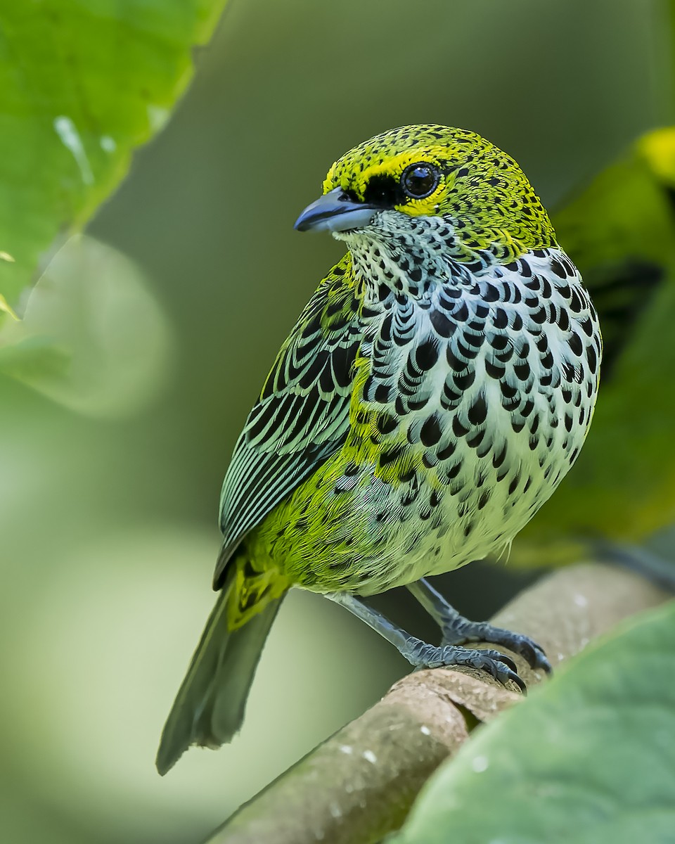 Speckled Tanager - ML423206801