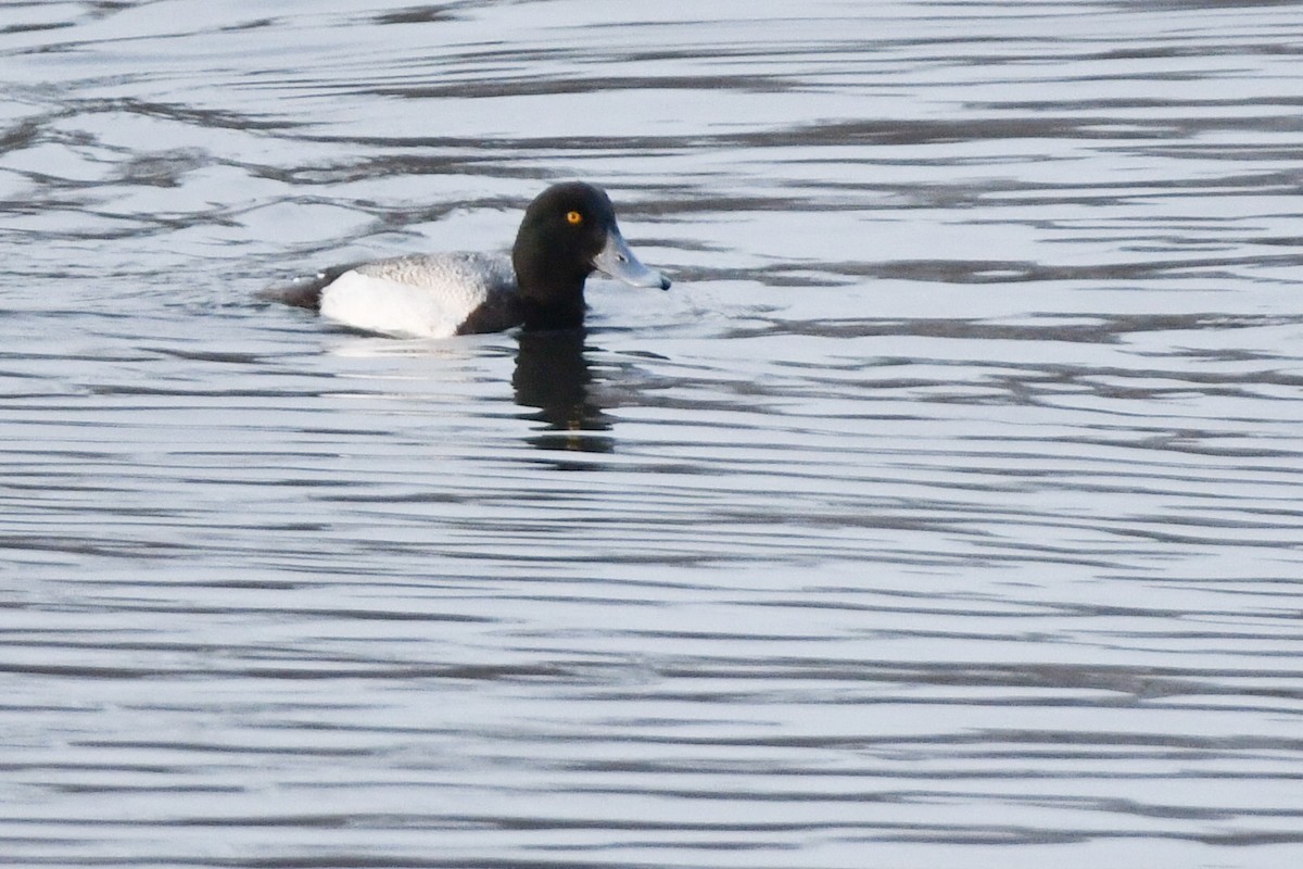 Greater Scaup - ML423206871