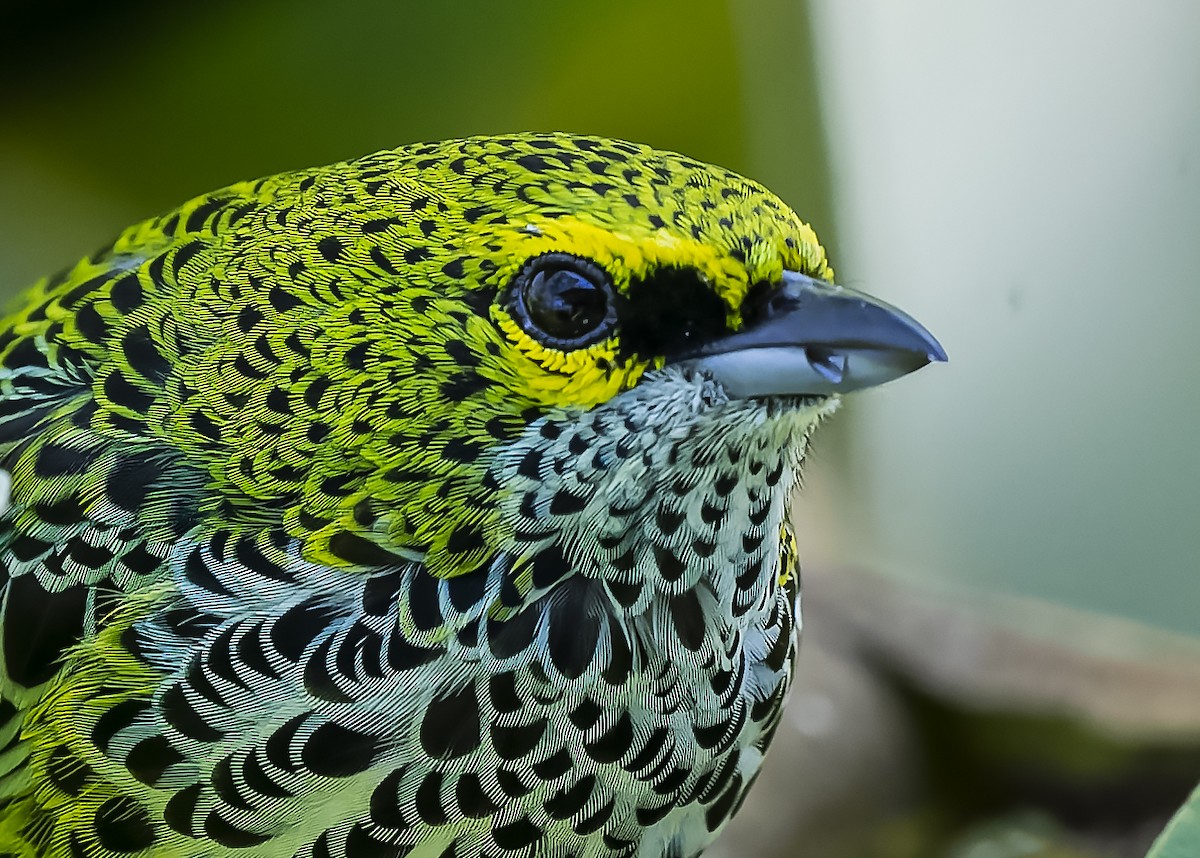 Speckled Tanager - ML423207081
