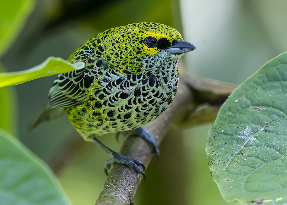 Speckled Tanager - ML423207121