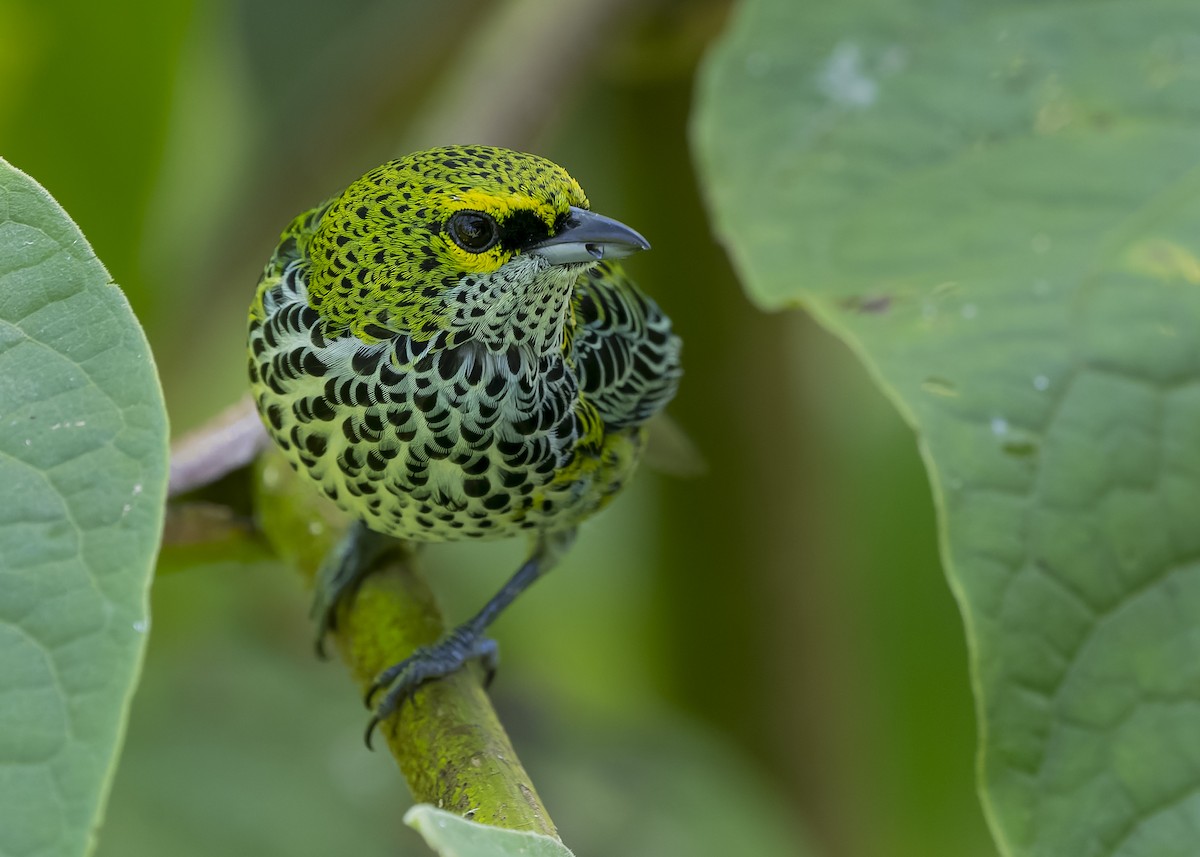 Speckled Tanager - ML423207191