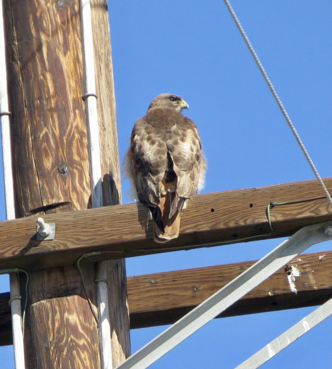 Red-tailed Hawk - ML423210131