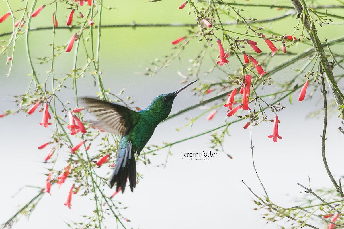 kolibřík modrobradý - ML42321421