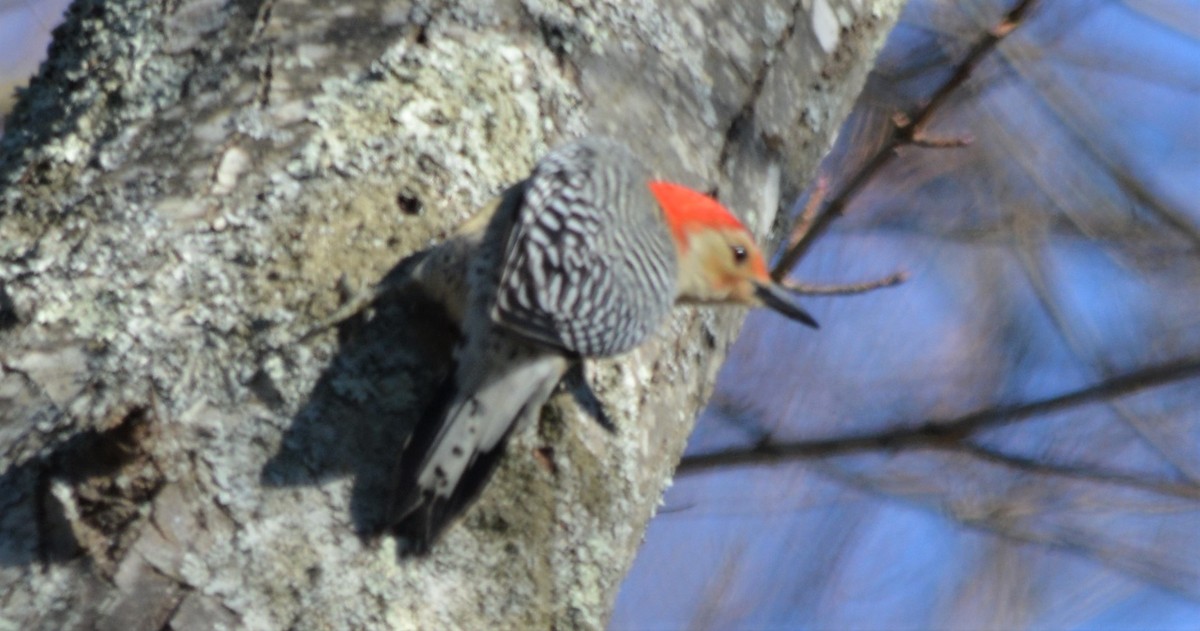 Red-bellied Woodpecker - ML423219651