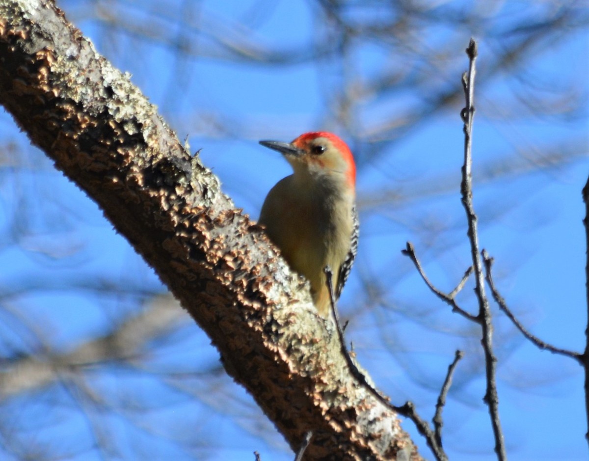 Red-bellied Woodpecker - ML423219671