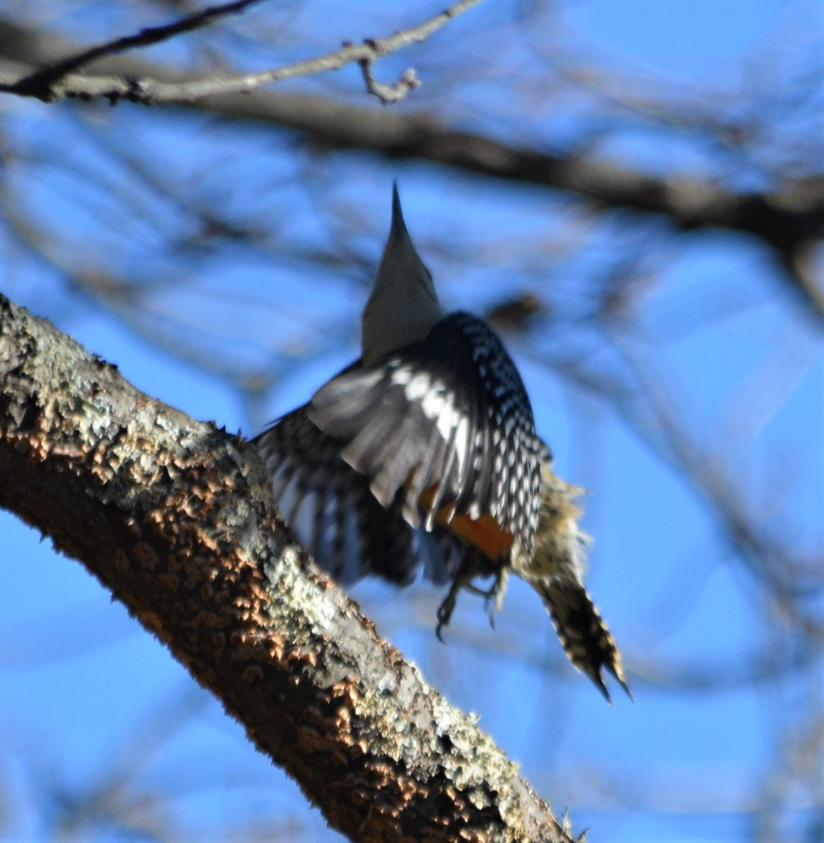 Red-bellied Woodpecker - Micky Komara