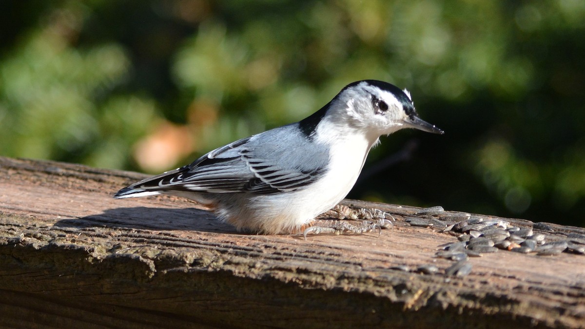 White-breasted Nuthatch - ML423219721