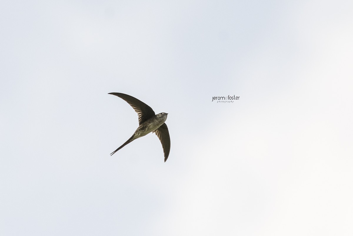 Fork-tailed Palm Swift - Jerome Foster