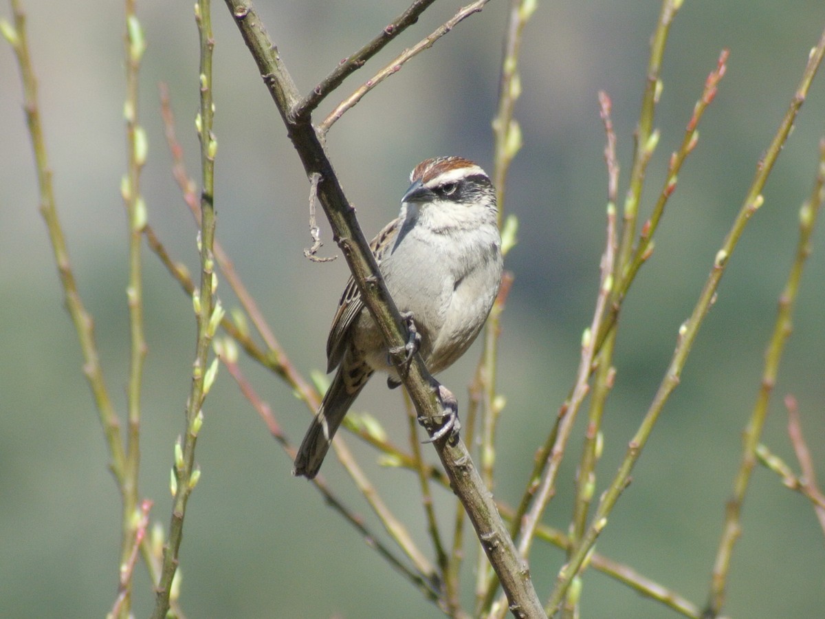 Striped Sparrow - ML423221361