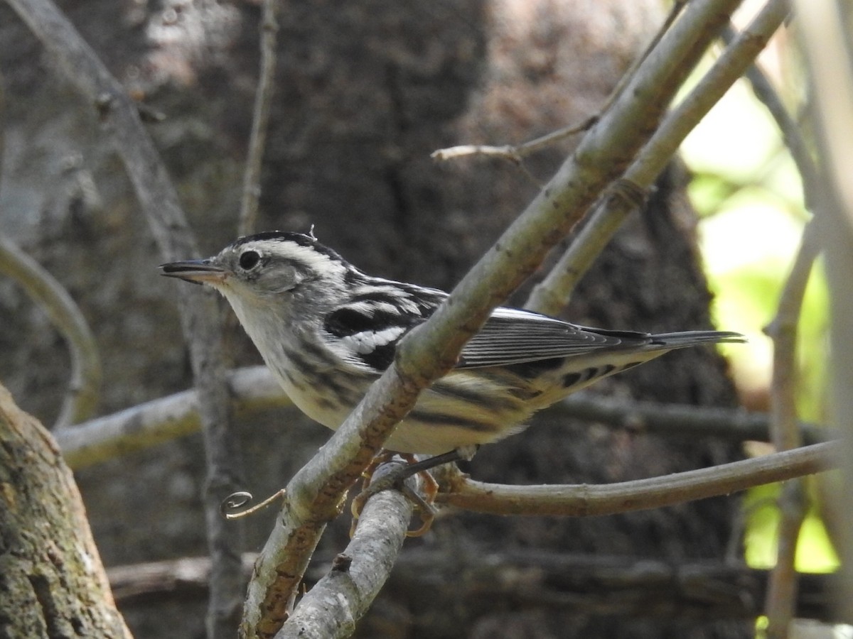 Black-and-white Warbler - ML423222431