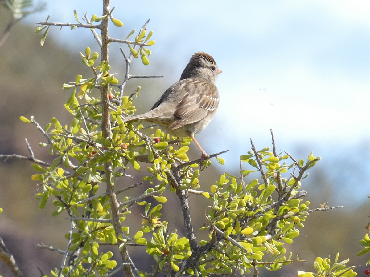 White-crowned Sparrow - ML423222921