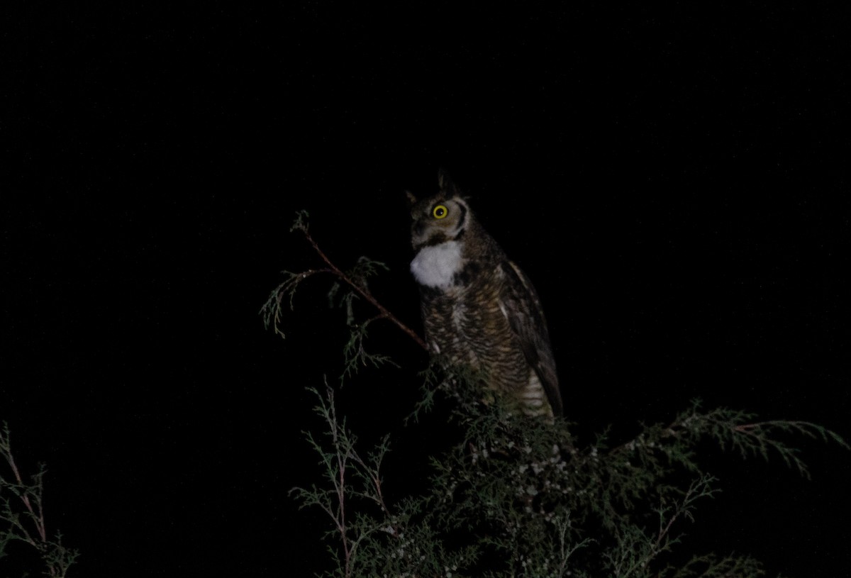 Great Horned Owl - ML423223831