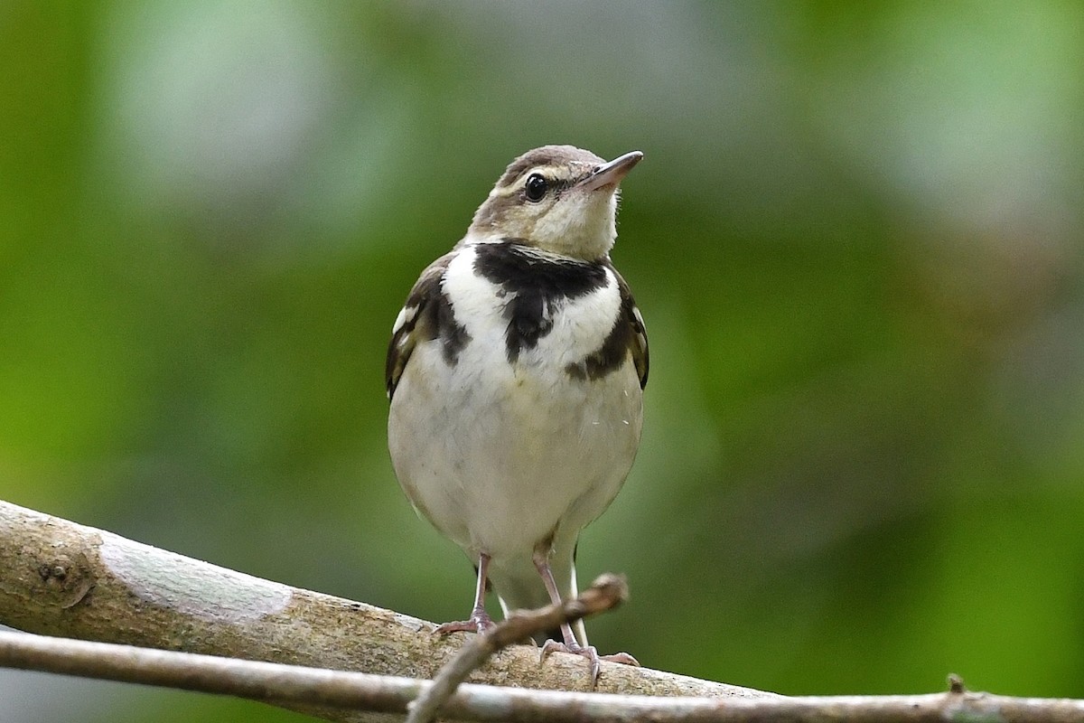 Forest Wagtail - ML423235891