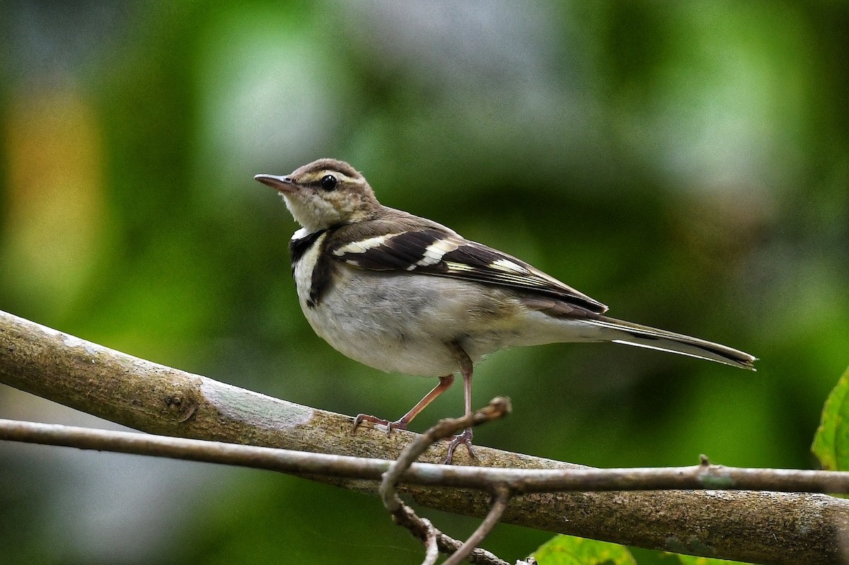 Forest Wagtail - ML423235901