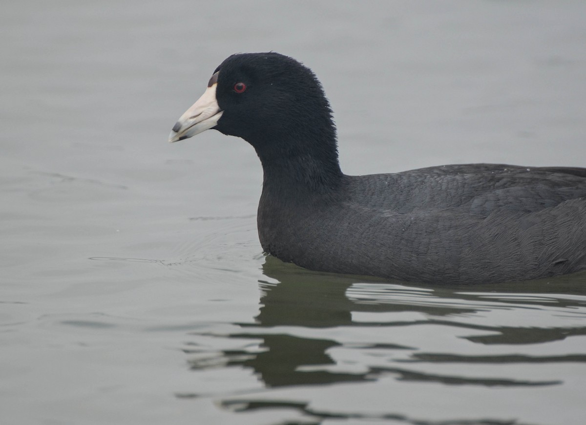 American Coot (Red-shielded) - Ryan Andrews