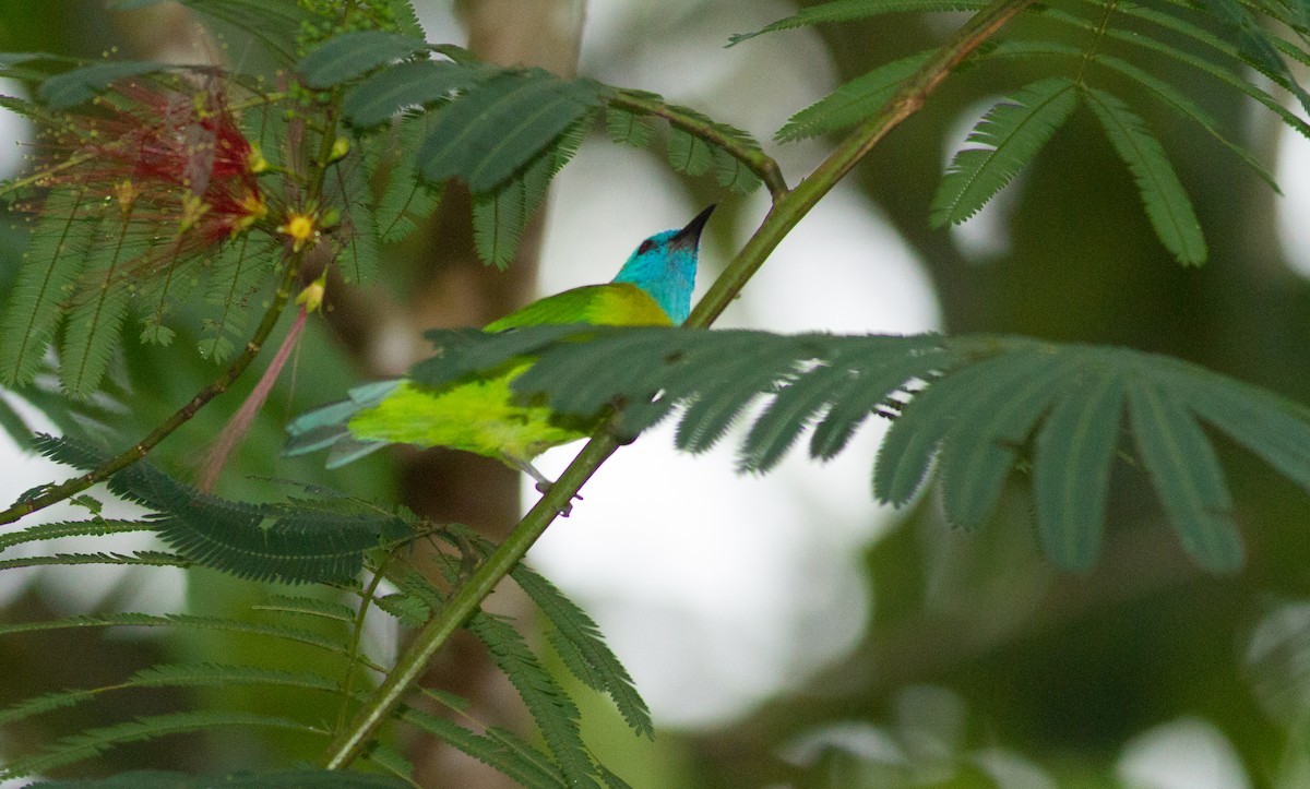 Blue-masked Leafbird - ML423251551