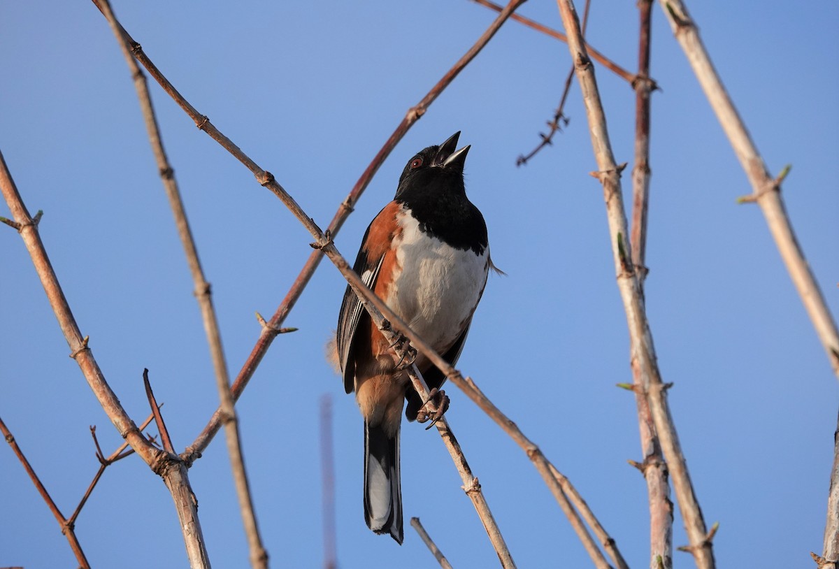 Eastern Towhee - ML423261671