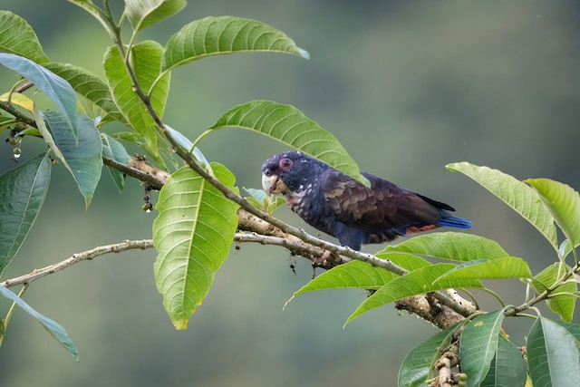 Bronze-winged Parrot