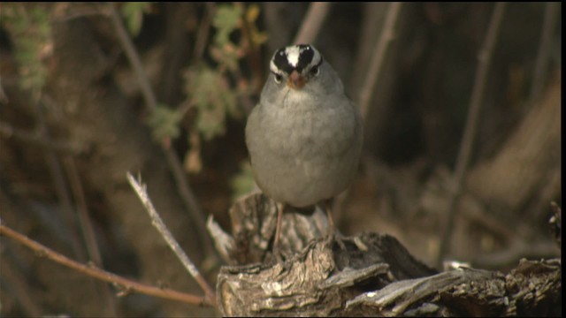 White-crowned Sparrow - ML423264