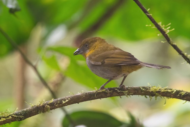 Yellow-throated Chlorospingus