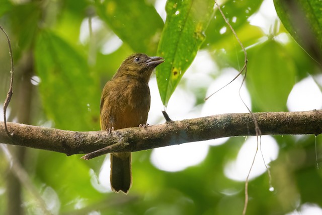 Ochre-breasted Tanager