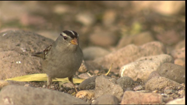 White-crowned Sparrow - ML423266