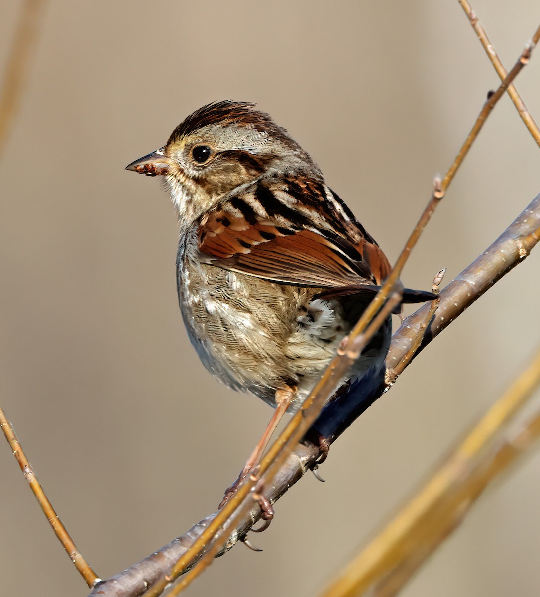 Swamp Sparrow - ML423267121