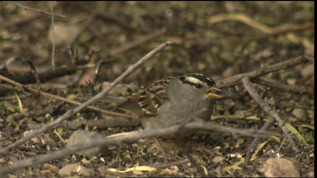 White-crowned Sparrow - ML423268