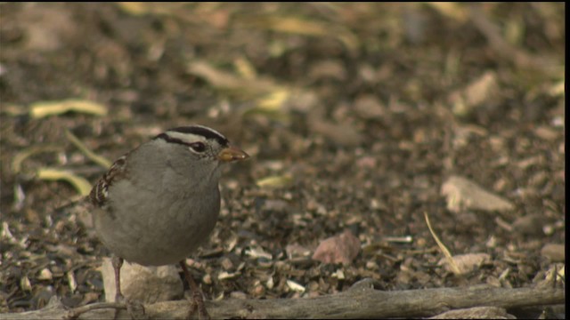 White-crowned Sparrow - ML423270