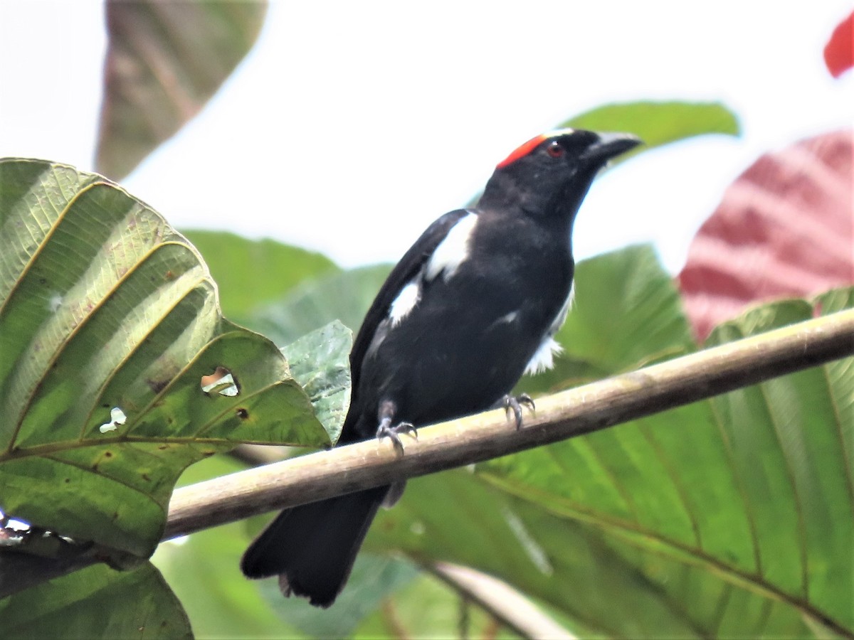 Scarlet-browed Tanager - ML423280781