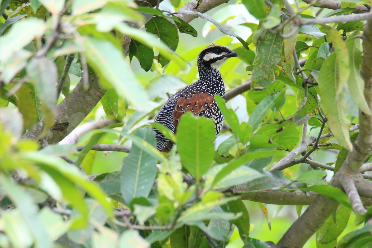 Chinese Francolin - ML423287211