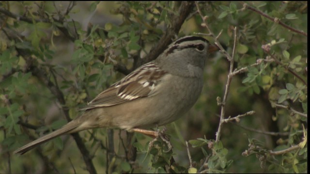 White-crowned Sparrow - ML423289