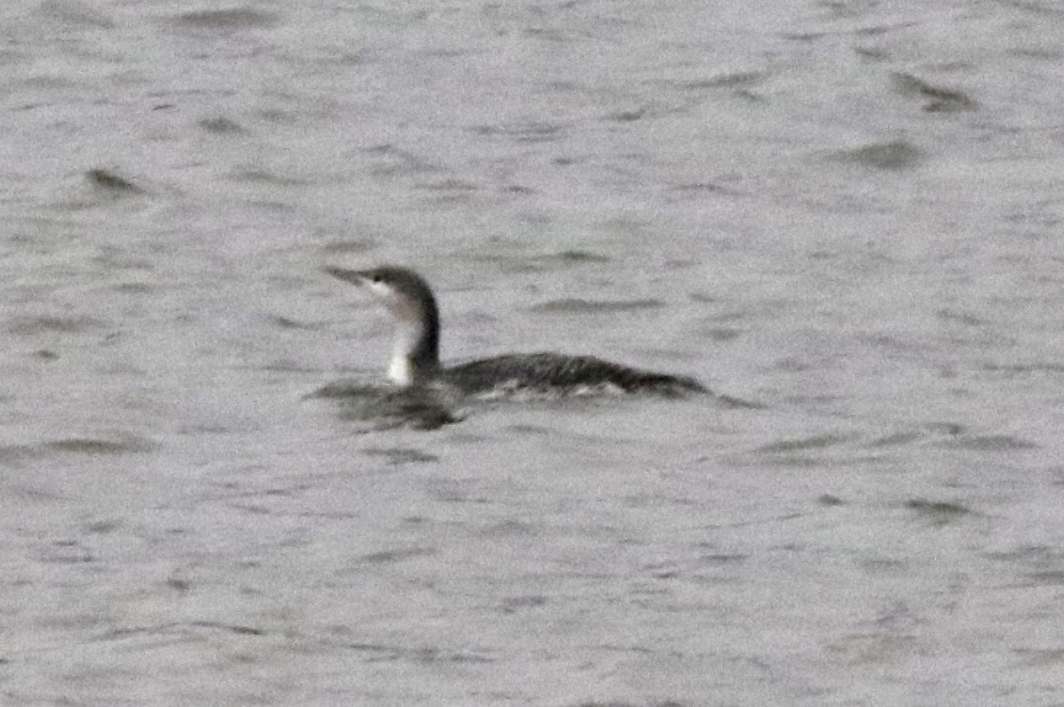 Red-throated Loon - ML42328971