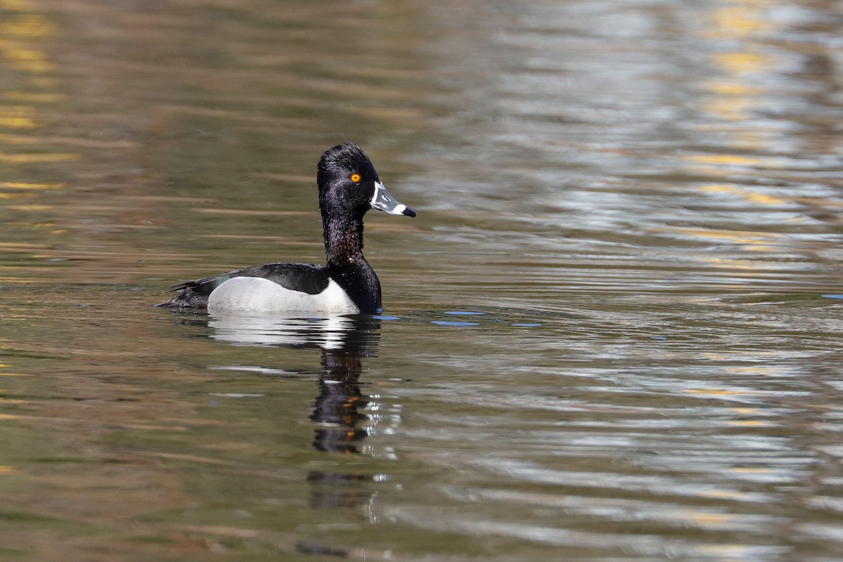 Ring-necked Duck - ML423295241